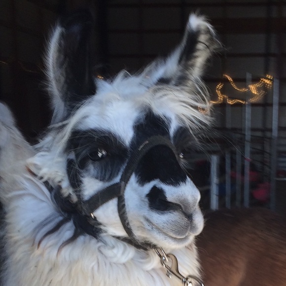 llama_mama71